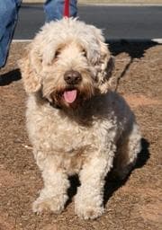 Dandie Terrier