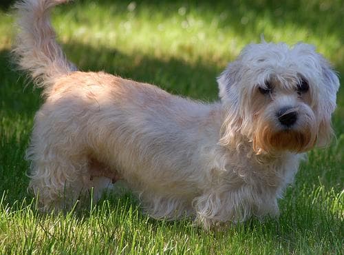 Dandie Terrier