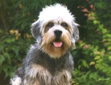 Dandie Terrier