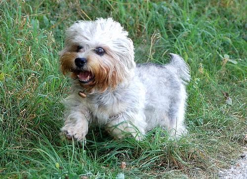 Dandie Terrier