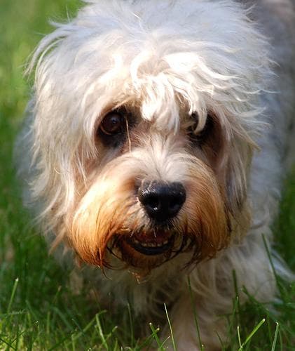 Dandie Terrier
