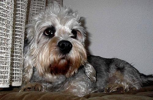 Dandie Terrier