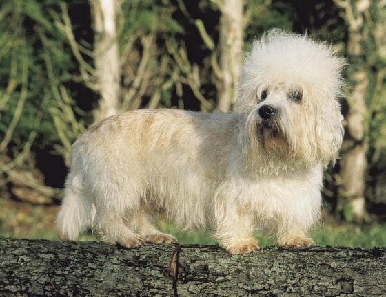 Dandie Terrier