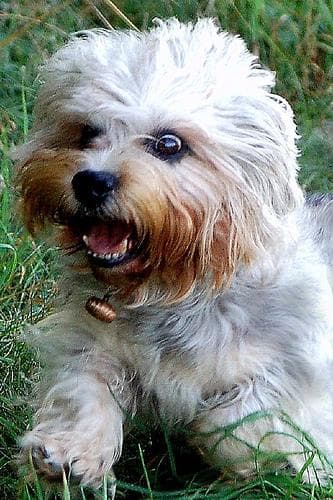 Dandie Terrier