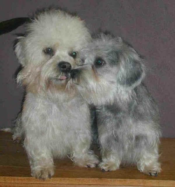 Dandie Terrier