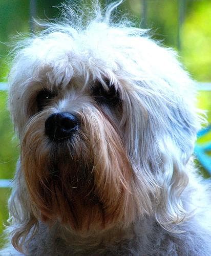 Dandie Terrier