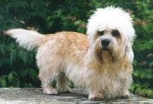 Dandie Terrier