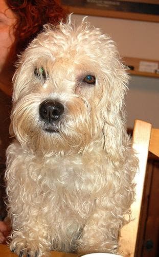 Dandie Terrier