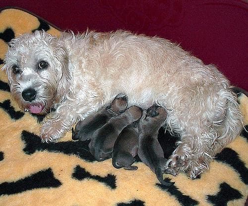 Dandie Terrier