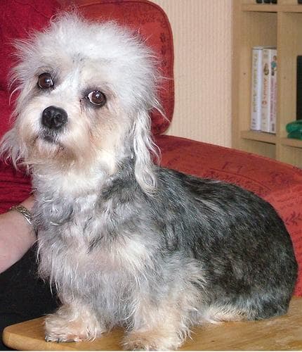 Dandie Terrier