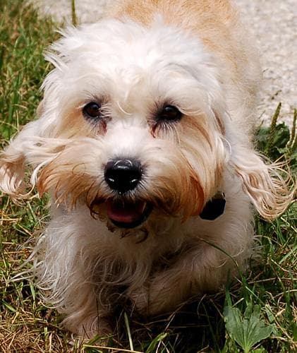 Dandie Terrier