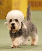 Dandie Terrier