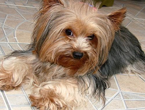 Dandie Terrier