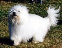 Dandie Terrier