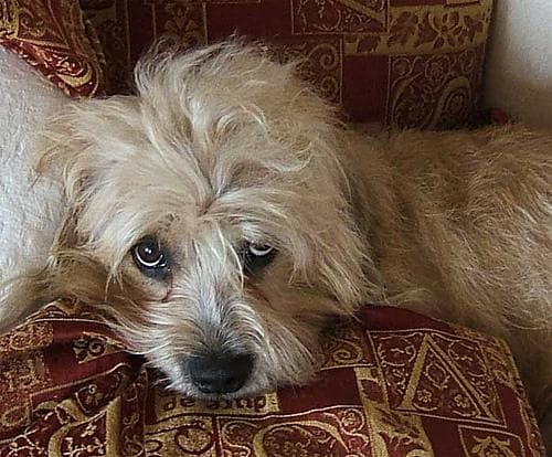 Dandie Terrier