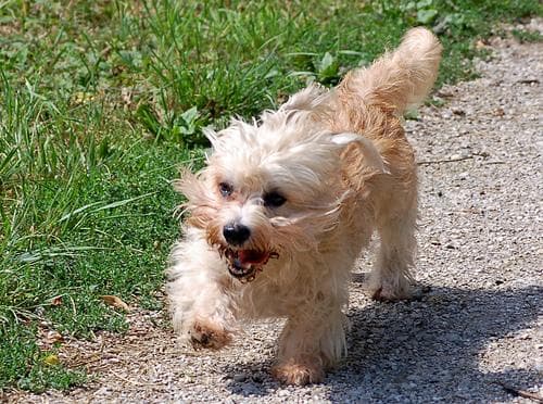Dandie Terrier