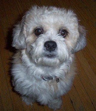 Dandie Terrier
