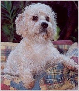 Dandie Terrier