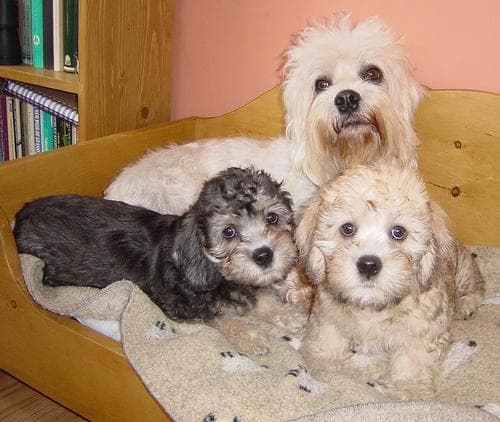 Dandie Terrier