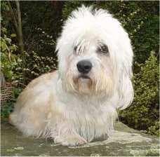 Dandie Terrier