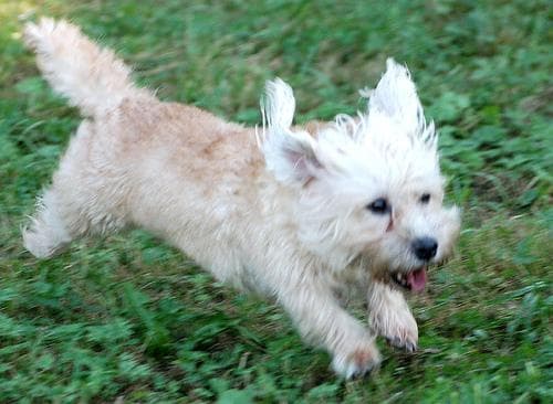 Dandie Terrier