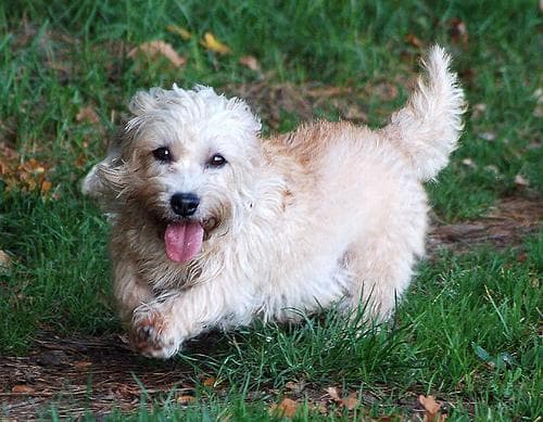 Dandie Terrier