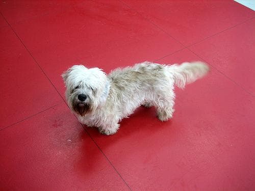 Dandie Terrier