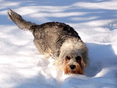 Dandie Terrier