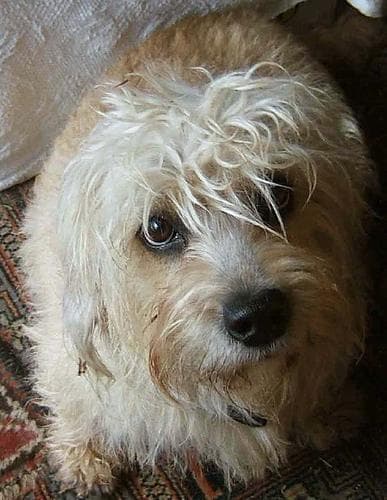 Dandie Terrier