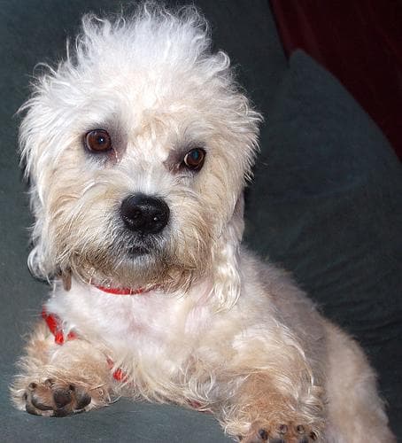 Dandie Terrier