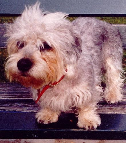 Dandie Terrier