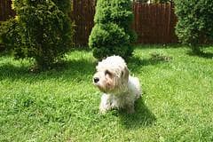 Dandie Terrier