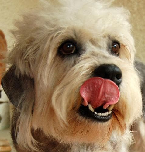 Dandie Terrier