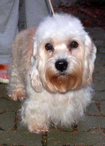 Dandie Terrier