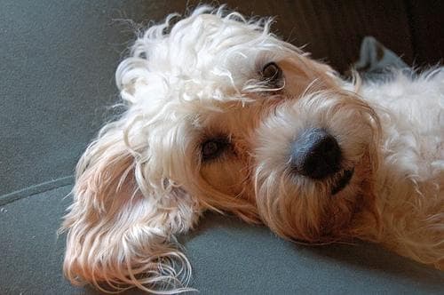 Dandie Terrier