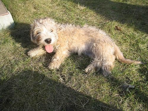 Dandie Terrier