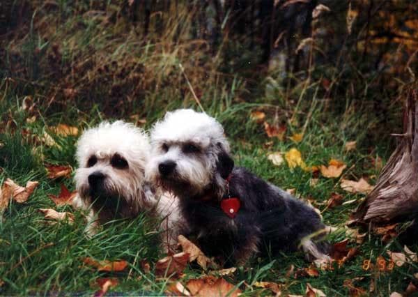 Dandie Terrier