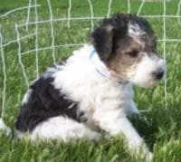 terrier