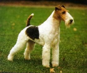 terrier