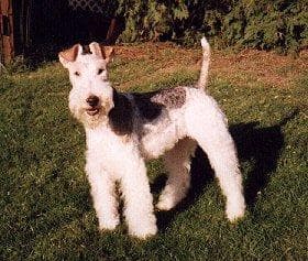 Fox Terrier