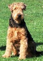 Fox Terrier