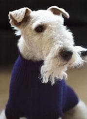 Fox Terrier