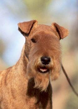 Fox Terrier