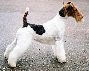 Fox Terrier