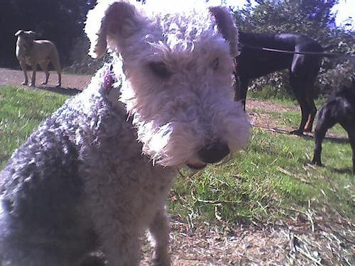 Fox Terrier