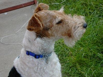 Fox Terrier