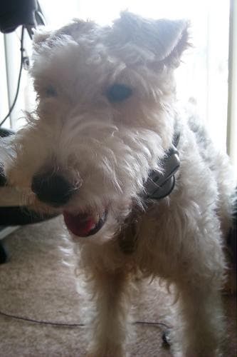 Fox Terrier