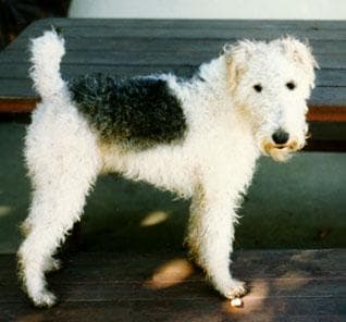 Fox Terrier