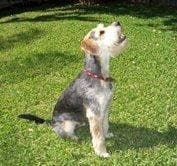 Fox Terrier