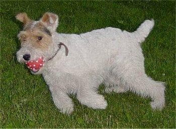 Fox Terrier
